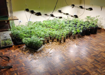 PM do Paraná Desmantela Estufas com 327 Pés de Maconha e Apreende Fuzil no Litoral