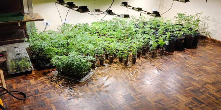 PM do Paraná Desmantela Estufas com 327 Pés de Maconha e Apreende Fuzil no Litoral