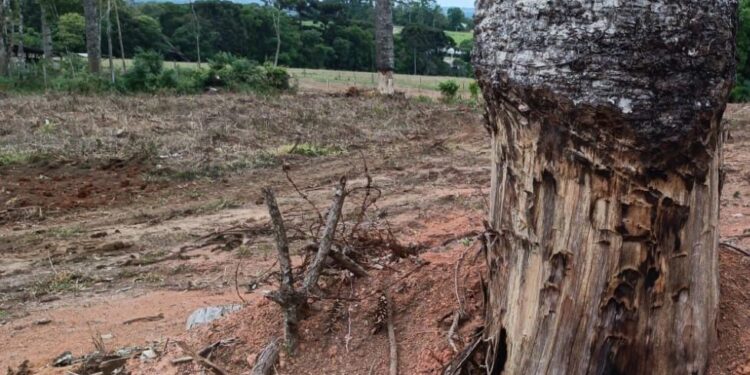 “Pinheiros na Mira: Crime Ambiental em Prudentópolis Termina em Prisão e Multa Salgada”