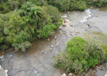 Polícia Ambiental e IAT Investigam Mortes de Peixes no Rio Iguaçu