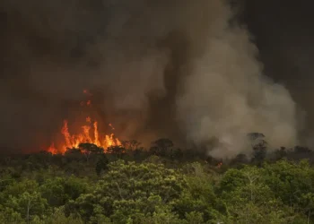 Brasil Enfrenta Ano Devastador de Incêndios: 22,38 Milhões de Hectares Queimados até Setembro