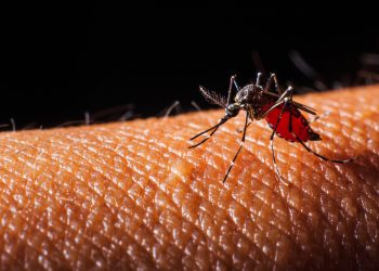 “Dengue em Alerta no Paraná: Guarapuava e Outras Cidades Precisam Redobrar Cuidados”