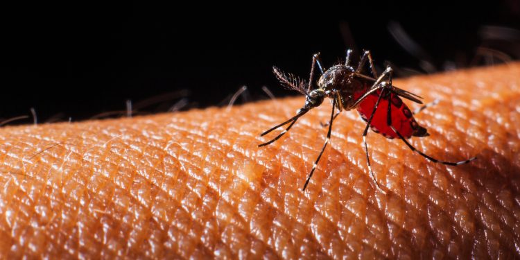 “Dengue em Alerta no Paraná: Guarapuava e Outras Cidades Precisam Redobrar Cuidados”