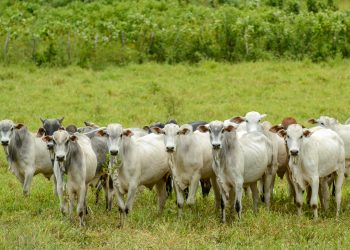 “Mercado do Boi Gordo Mantém Alta nos Preços, Mas Consumo Interno Ainda É Desafio”