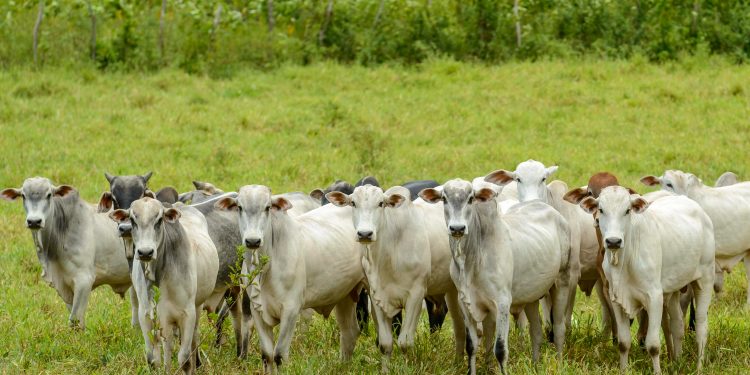 “Mercado do Boi Gordo Mantém Alta nos Preços, Mas Consumo Interno Ainda É Desafio”