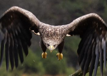 “Operação Abutre desarticula esquema milionário de fraudes contra seguradoras em São Paulo e Minas Gerais”