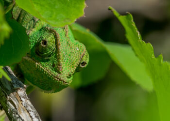 Operação Camaleão: Ministério Público do RS Desvenda Cartel e Fraude de R$ 460 Milhões em Licitações