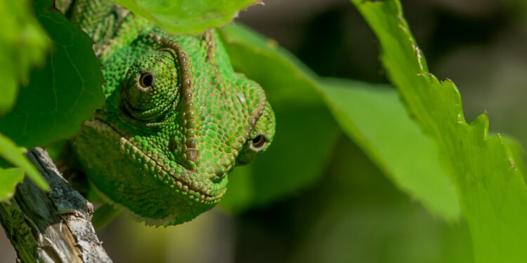 Operação Camaleão: Ministério Público do RS Desvenda Cartel e Fraude de R$ 460 Milhões em Licitações