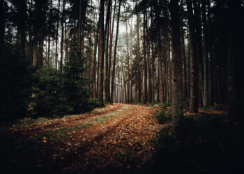 O Mistério do Triângulo de Bennington: Desaparecimentos Inexplicáveis na Floresta de Vermont