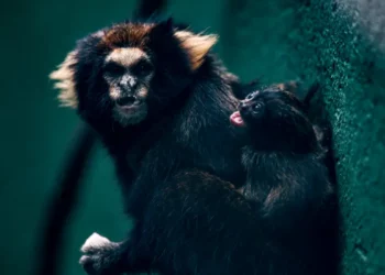 Nasce Nova Esperança para Espécie Ameaçada no Zoológico de São Paulo