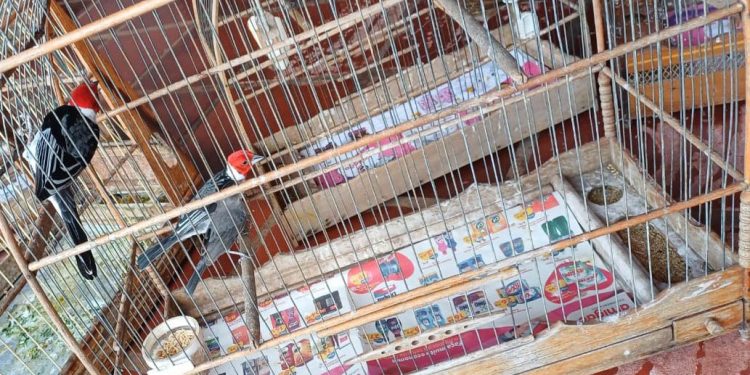 “IAT Autua Criador de Aves e Reintroduz Lobo-Guará Resgatado no Paraná”