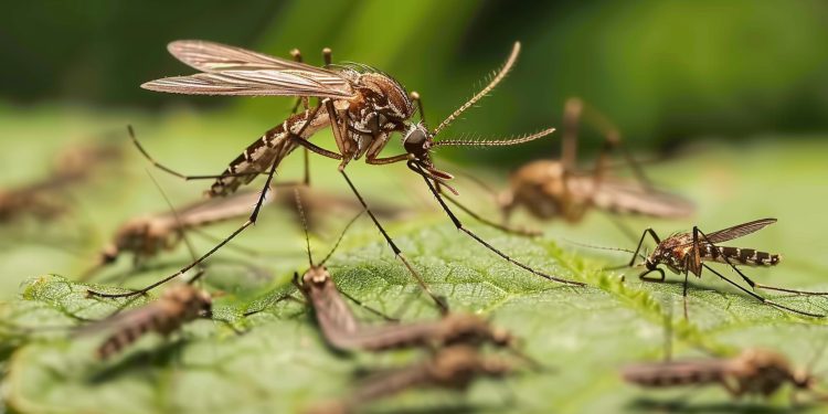 Aumento de Casos de Dengue em Guarapuava Alerta para Necessidade de Medidas Rígidas de Controle