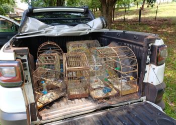 “Instituto Água e Terra Resgata 14 Aves Silvestres de Cativeiro Irregular no Noroeste do Paraná”