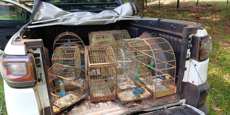 “Instituto Água e Terra Resgata 14 Aves Silvestres de Cativeiro Irregular no Noroeste do Paraná”