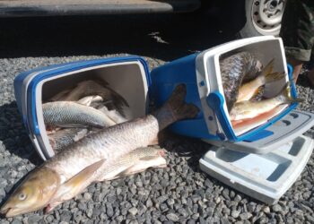 “Flagrante em Rio Negro: Polícia Militar Ambiental Combate Pesca Ilegal durante a Piracema”