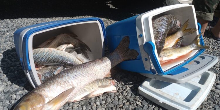 “Flagrante em Rio Negro: Polícia Militar Ambiental Combate Pesca Ilegal durante a Piracema”