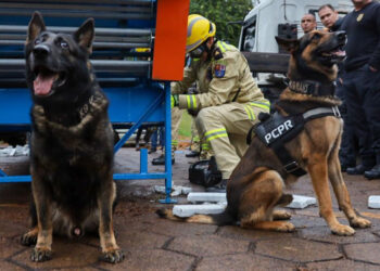 “Cães Farejadores do NOC Ajudam a Apreender 2,8 Toneladas de Drogas no Paraná em 2024”