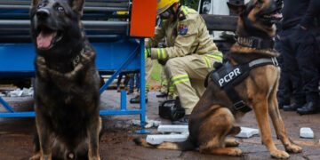 “Cães Farejadores do NOC Ajudam a Apreender 2,8 Toneladas de Drogas no Paraná em 2024”