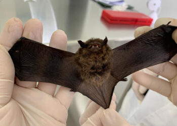 “Verão Aumenta Atividade de Morcegos e Alerta para Riscos de Transmissão da Raiva”