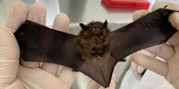 “Verão Aumenta Atividade de Morcegos e Alerta para Riscos de Transmissão da Raiva”