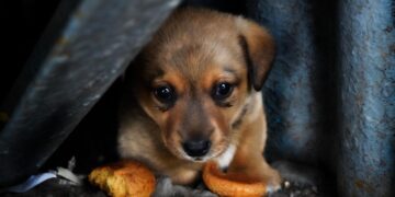 “Ano Novo, Velha Indignação: Abandono de Animais Gera Revolta no Bairro Santana”