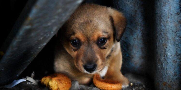 “Ano Novo, Velha Indignação: Abandono de Animais Gera Revolta no Bairro Santana”