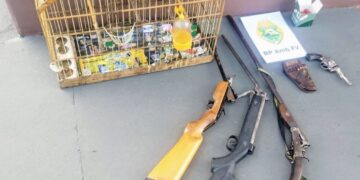 “Nem só de pássaros canta a natureza”: Polícia Militar Ambiental apreende armas e trinca-ferro em Tibagi