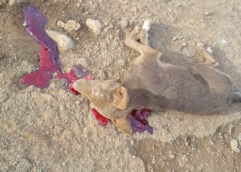 “Alta Velocidade no Coração da Vila: A Tragédia da Cadelinha e o Perigo nas Ruas de Campina do Simão”