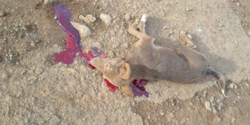 “Alta Velocidade no Coração da Vila: A Tragédia da Cadelinha e o Perigo nas Ruas de Campina do Simão”