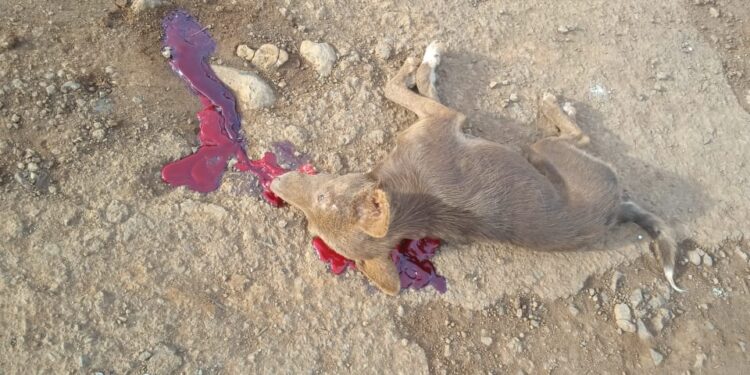 “Alta Velocidade no Coração da Vila: A Tragédia da Cadelinha e o Perigo nas Ruas de Campina do Simão”