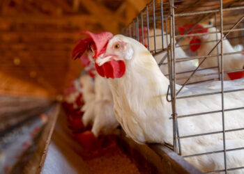 Paraná reforça vigilância contra influenza aviária com novo decreto de emergência zoossanitária