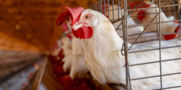 Paraná reforça vigilância contra influenza aviária com novo decreto de emergência zoossanitária