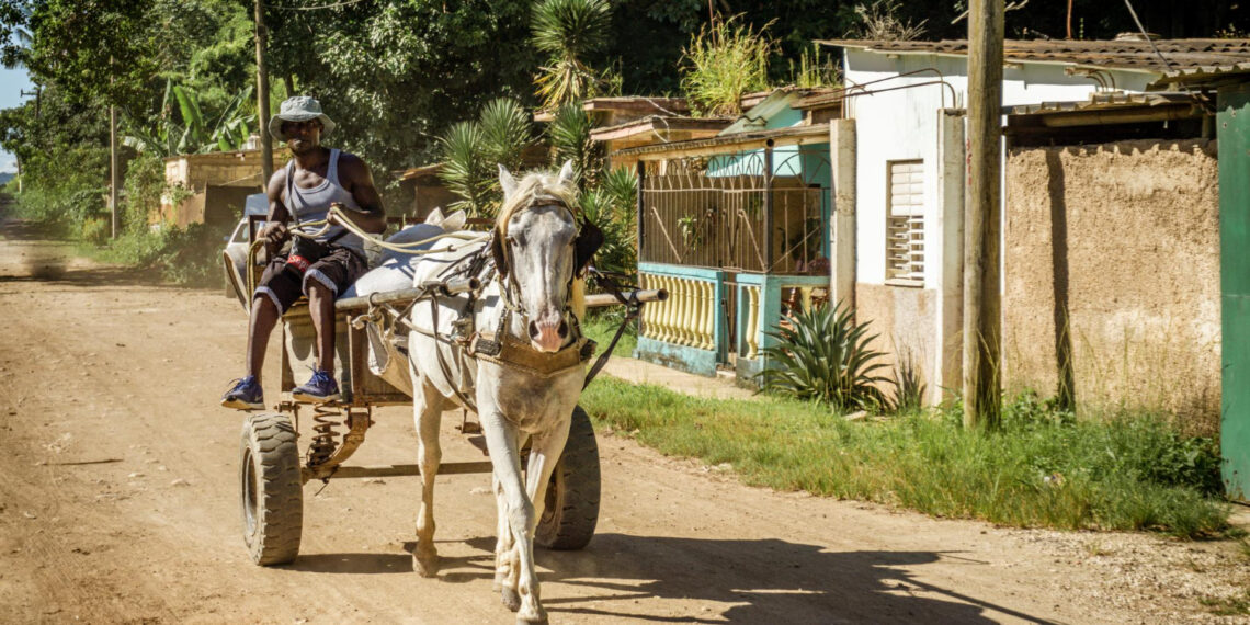 “O Cavalo de Santana: Uma Saga de Abandono e Redenção”