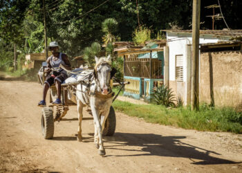“O Cavalo de Santana: Uma Saga de Abandono e Redenção”