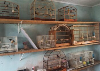 Guarapuava e Laranjeiras do Sul: A Polícia Ambiental Solta a Voz Contra os “Cantadores” Ilegais