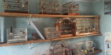 Guarapuava e Laranjeiras do Sul: A Polícia Ambiental Solta a Voz Contra os “Cantadores” Ilegais