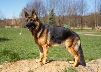 Quando Rafiki Farejou o Tesouro Proibido: A Jornada de um Ônibus Virou História de Contrabando