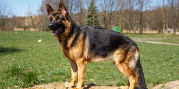 Quando Rafiki Farejou o Tesouro Proibido: A Jornada de um Ônibus Virou História de Contrabando