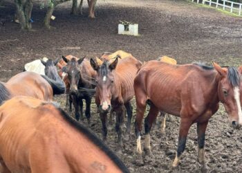 Piraquara: Operação “Cavalgada da Justiça” – Polícia Civil Salva Cavalos de um Pesadelo