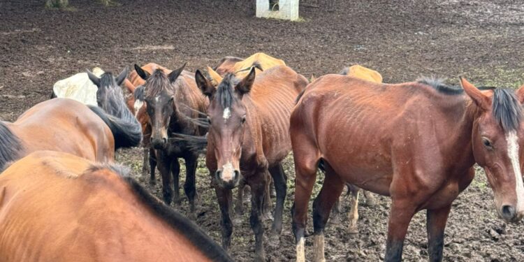 Piraquara: Operação “Cavalgada da Justiça” – Polícia Civil Salva Cavalos de um Pesadelo