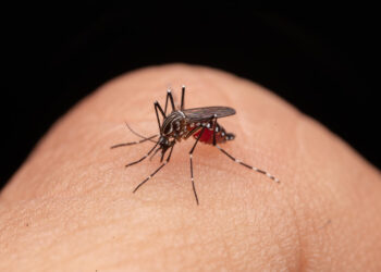“Alarme Vermelho: A Dengue Assola Cidade Gaúcha e o Paraná Assistindo Passivamente”