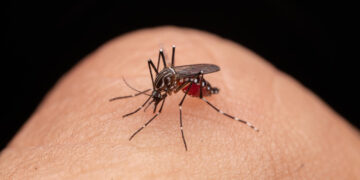 “Alarme Vermelho: A Dengue Assola Cidade Gaúcha e o Paraná Assistindo Passivamente”