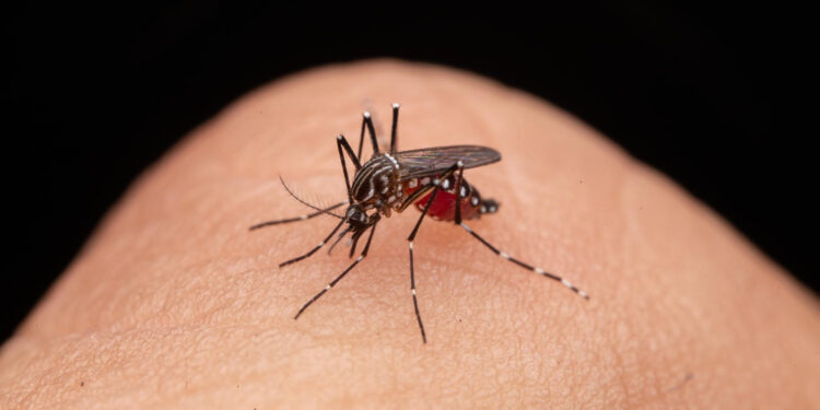 “Alarme Vermelho: A Dengue Assola Cidade Gaúcha e o Paraná Assistindo Passivamente”