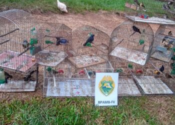 “O Passarinheiro Armado que Cantou na Gaiola: Crime Ambiental em Ponta Grossa”