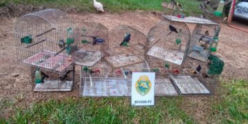 “O Passarinheiro Armado que Cantou na Gaiola: Crime Ambiental em Ponta Grossa”