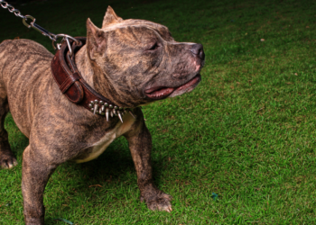 Tragédia no Bonsucesso: Pitbulls Soltos Atacam e Matam Cão em Guarapuava