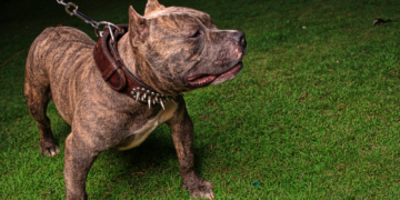 Tragédia no Bonsucesso: Pitbulls Soltos Atacam e Matam Cão em Guarapuava