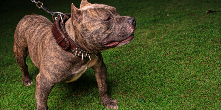 Tragédia no Bonsucesso: Pitbulls Soltos Atacam e Matam Cão em Guarapuava