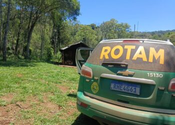 Eucalipto no Lugar da Floresta: a Conta Chegou em Terra Cortada