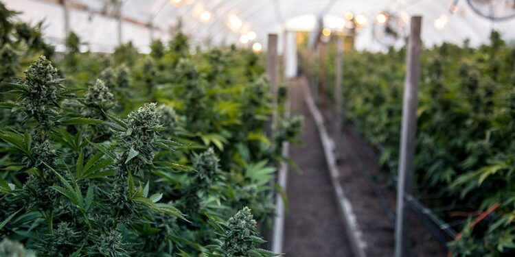 Cannabis medicinal no Senado: CRA pode votar projeto que regula cultivo, produção e controle do setor